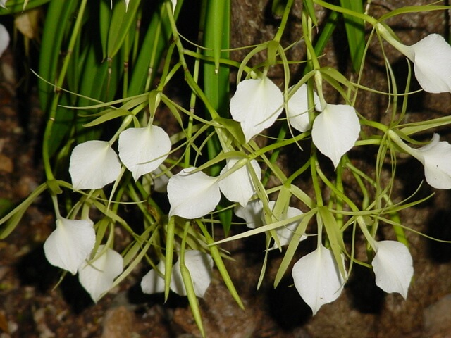 Brassavola nodosa 